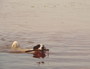 black and white dog swim on river biting wood thumbnail